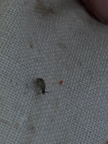 Bean Weevil