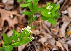 Comandra umbellata umbellata
