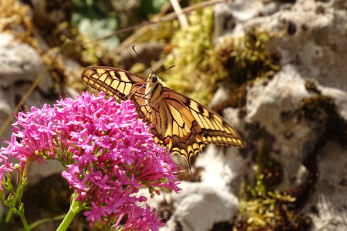 Old World Swallowtail