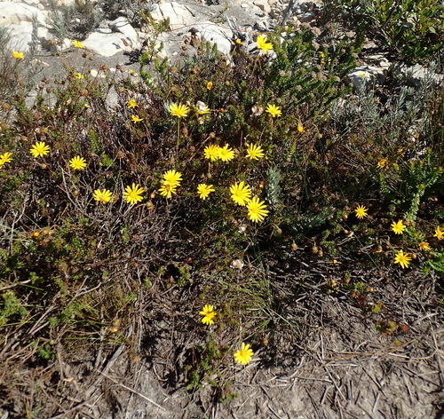 Ursinia anethoides, photograph 5
