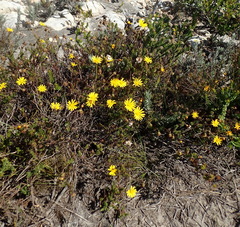 Ursinia anethoides, photograph (c) Nicola van Berkel, some rights reserved (CC BY-SA)