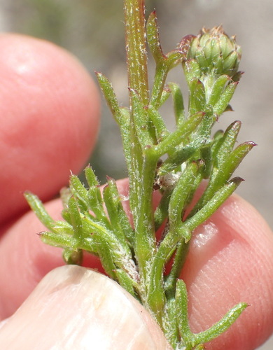 Ursinia anethoides, photograph 6