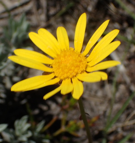 Ursinia anethoides, photograph 4
