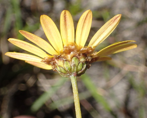 Ursinia anethoides, photograph 3