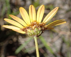Ursinia anethoides, photograph (c) Nicola van Berkel, some rights reserved (CC BY-SA)