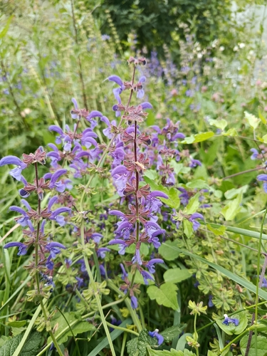 Meadow Sage