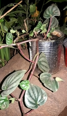 Peperomia caperata