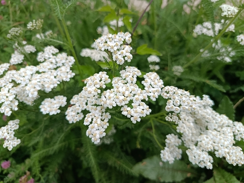 common yarrow