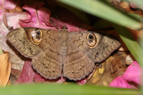 Cyligramma fluctuosa