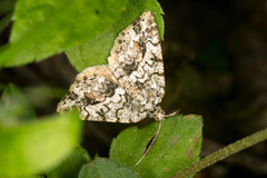 Macaria graphidaria