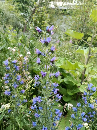 viper's-bugloss