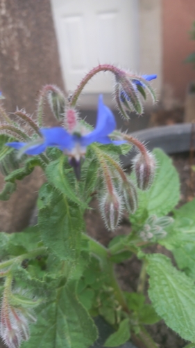 Borage