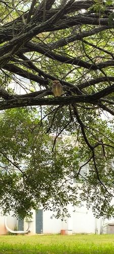 Burrowing Owl