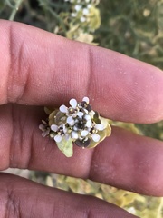Lepidium fremontii