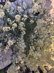 Lepidium fremontii