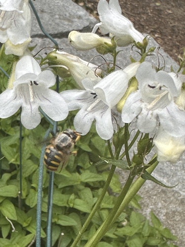 European Woolcarder Bee