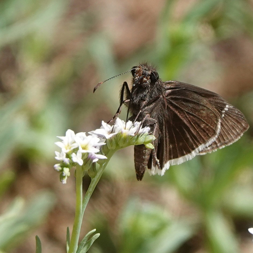 iNaturalist observation photo of Funereal Duskywing