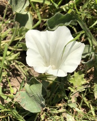 Calystegia subacaulis