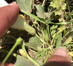 Calystegia subacaulis