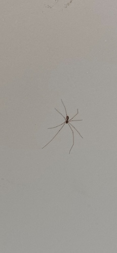 Marbled Cellar Spider