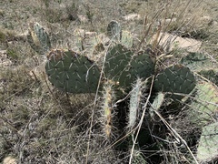 Opuntia arizonica
