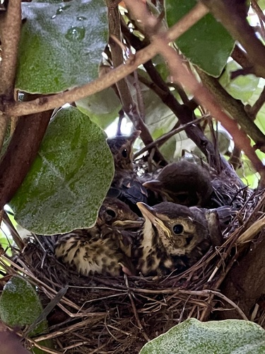 Song Thrush