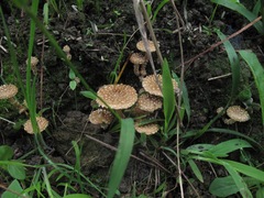 Pholiota subflammans