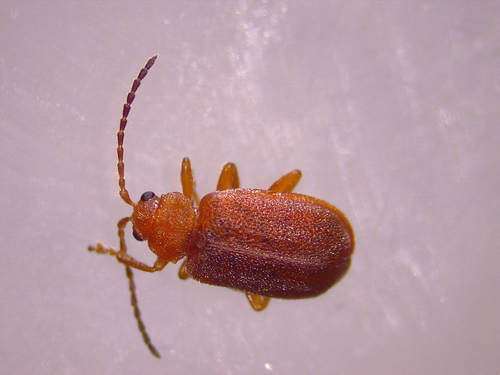 Cherry leaf beetle