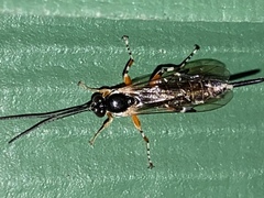 Itoplectis