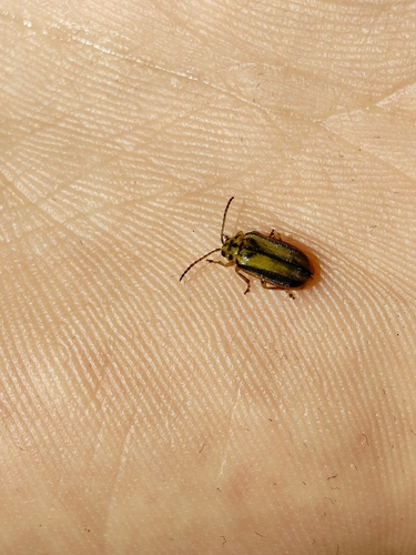 Elm Leaf Beetle