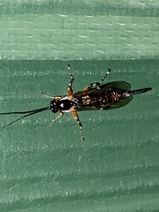 Itoplectis
