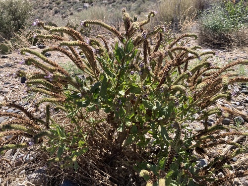 gypsum phacelia