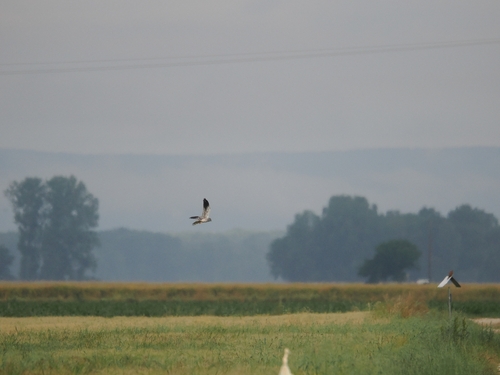 Montagu's Harrier