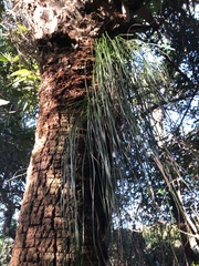 Vittaria lineata image