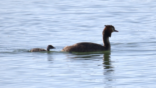 Great Crested Grebe