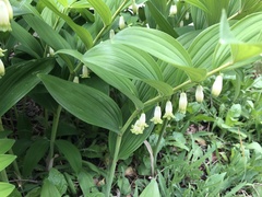 Polygonatum odoratum pluriflorum