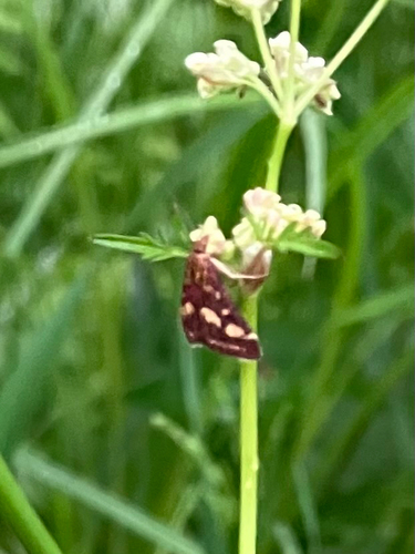 Common Crimson-and-gold Moth