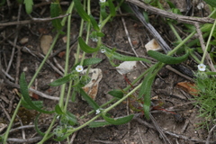 Plagiobothrys canescens