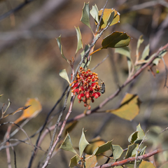 Grevillea wickhamii