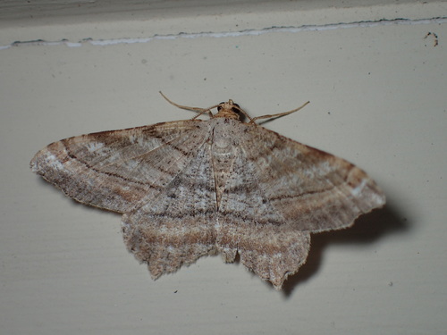 Eastern Juniper Angles photo 5