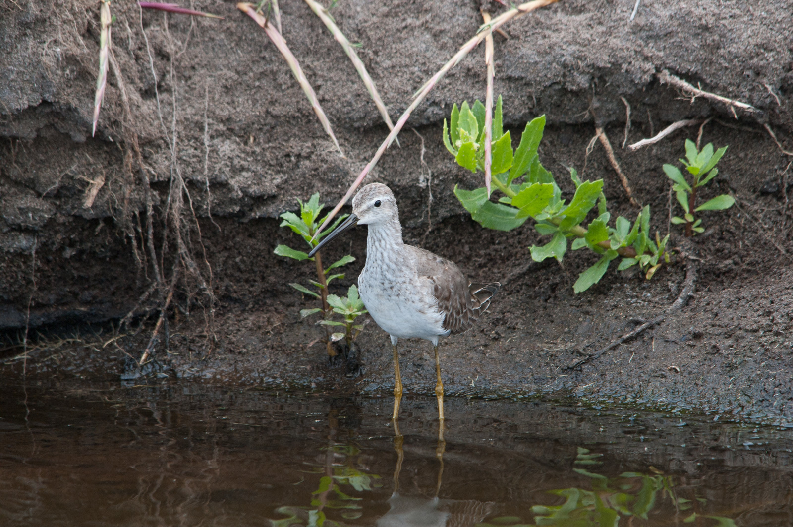 Stilt Sandpiper