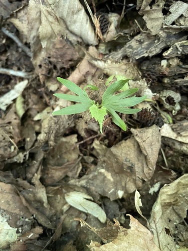 Tilia dasystyla caucasica