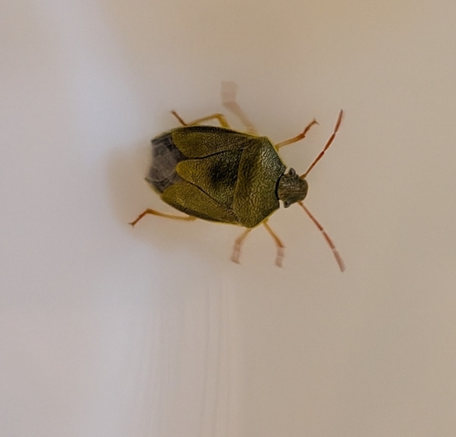Gorse Shield Bug