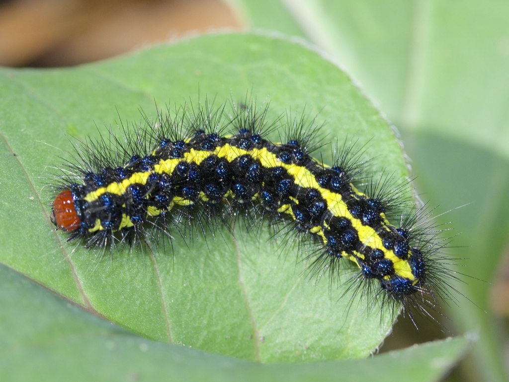 Wild Forget-me-not Moth