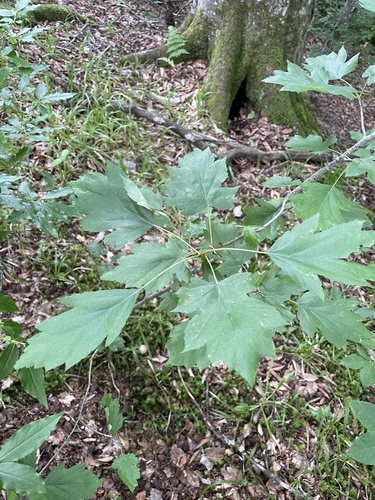 Wild Service-tree