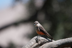 Pyrocephalus rubinus cocachacrae