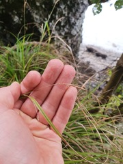 Carex spinirostris