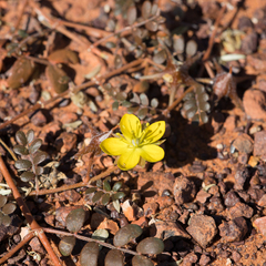 Tribulus astrocarpus
