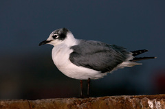 Leucophaeus pipixcan