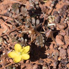 Tribulus astrocarpus